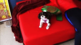 Dog wins wrestling title: Vlog Clip