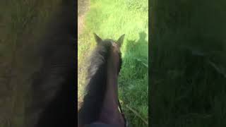 Back out hacking Bit-less!! Brilliant pony Come ride with me ￼