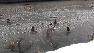 Ducks skating on the ice at forest park 
