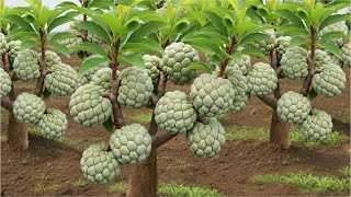 Great Technique For Grafting Sweetsop Tree Cutting Faster With Aloe Vera and Papaya 