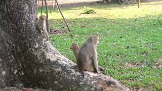 hello monkey ( 96 )