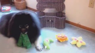 Dog shames owner, puts toys away! Fluffy Dog Tricks Rally Obedience