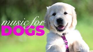[NO ADS] Soothing Music for Dogs | 10 Hours of Calming Sounds to Relax Anxious or Restless Dogs 🐶🎵🛋️