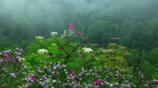 Relaxing Rain Sounds with Tibetan Singing Bowls and Birds [ Sleep Music ]