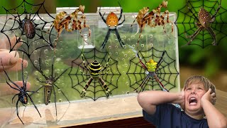 hunting for beautiful spiders in an old house with the children
