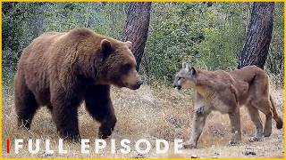Grizzly Bear: Strength of the Wild Frontier | Nature Animal Documentary