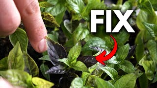 DON‘T PANIC! Why Your seedlings are Turning Purple. 