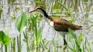 Immature Wattled Jacana foraging (Jacana jacana)