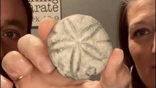 The Sea Biscuit