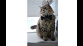 Maine Coon Happy Feet