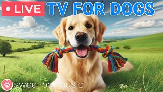 🔴24 Hours of Dog TV🎵🐶Calming Music for Dog Sleep🐾🩷Soothing Music to Ease Dog Stress & Anxiety