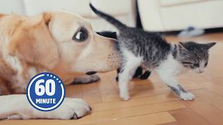 PUPPIES and KITTENS Only 😍 | 60 Minutes of FUNNY Pets