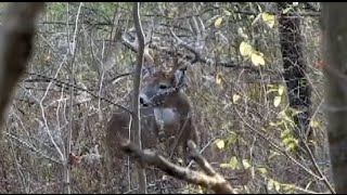 BOWHUNTING OHIO WHITETAILS-Wade Spencer's Life's Highway TV Show