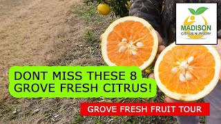 8 Of The Best Fresh Citrus Varieties In Our Test Grove!