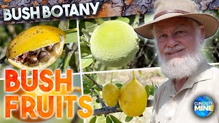 Bush Fruits - Lemon, Orange, Passionfruit, Apricot - Bush Botany @ Lightning Ridge NSW