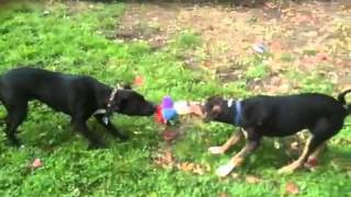 Dogs playing tug of war