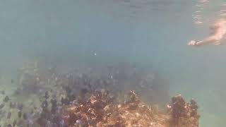 Swimming with Blue Tang 2025