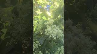 New Moon Magickal Walk in Nature with Sarah-Earth Spirit 