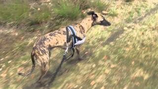Dog walk and camera test
