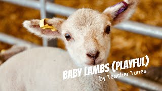 Baby Lambs (Playful) - Playful, Enjoyable Music for the Classroom, Study, or Work