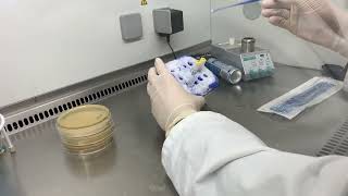 How to streak out Helicobacter pylori on agar plates