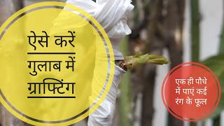 गुलाब की ग्राफ्टिंग का सबसे आसान तरीका Grafting on rose
गुलाब की कलम कैसे जोड़े