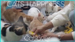 INDOOR CATS HAPPINESS | CATLOVER