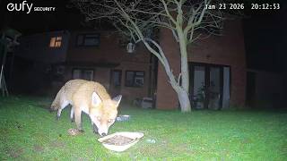 Garden Wildlife Fox Videos EufyCam S3 Pro 3 Security Camera Worcester, UK 23rd January 2026
