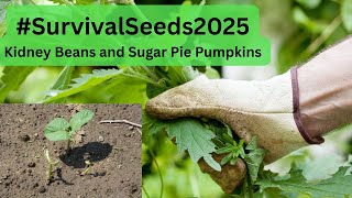 Cleaning My Raised Bed for Kidney Beans  🌱  Harvesting Beets & Companion Planting #survivalseeds2025