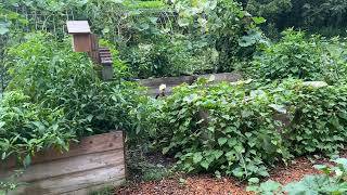 Garden Inspiration #gardening #garden #growyourownfood #raisedbedgardening #masterchef #gardener