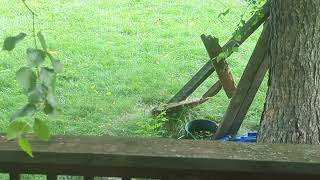 Young Squirrel Binkies/spazzes/twitchies/zoomies/popcorn