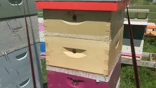 Working hives Memorial day weekend, 2020