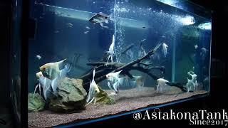 Astakonatank April 17, 2018