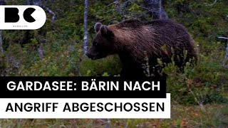 Gardasee: Problembär (KJ1) nach Angriff auf Jogger abgeschossen