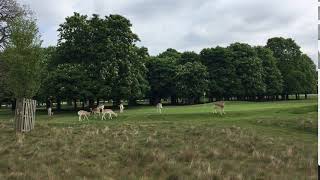 Hirsche auf dem Golfplatz