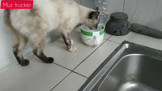 kucing ini kenapa?apa yang kamu mahu?#kucingtrucker