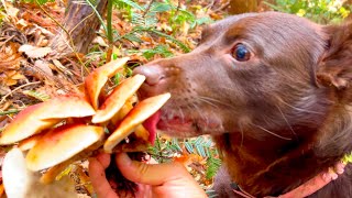 Mushroom hunting in the mountains with a dog