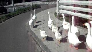 duck crossing
