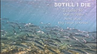 Episode 34 Next Stop Big Tailor Snorkel