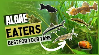 ALGAE EATERS FOR PLANTED TANK || ALGAEFIX part-6