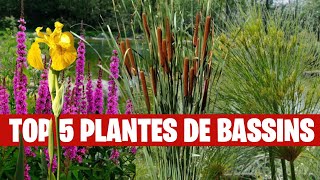 Planted Pond: The 5 Perfect Plants for Filtering and Beautifying - FLORE-AQUATIQUE