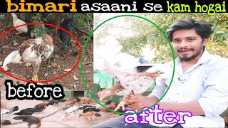 murge ki bimari kaise kam kare । how to recover birds disease