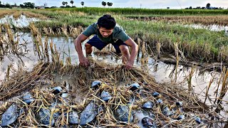 Unique Fishing, Catching Catfish in Dry Season | Traditional hand fishing