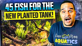 New Planted Tank | First Fish Unboxing & Acclimation!