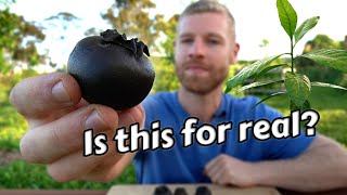 Does This Fruit Really Taste Like Chocolate Pudding? Black Sapote Tasting & Growing
