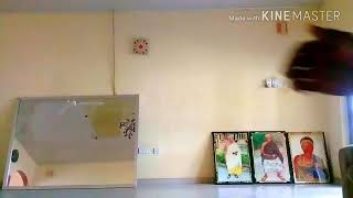 Do flex afro mix ckorkor x one corner dance by pito