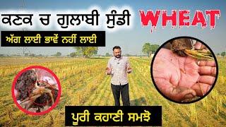 ਗੁਲਾਬੀ ਸੁੰਡੀ ਦਾ ਕਣਕ ਤੇ ਹਮਲਾ ਕਾਰਨ,  ਕੰਟਰੋਲ Pink stem borer in wheat crop 