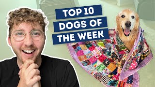 A Quilt Made From All Her Bandanas | Top 10 Dogs of the Week!