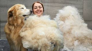 Severely Shedding Retriever Shepherd Gets a Full Deshedding Transformation