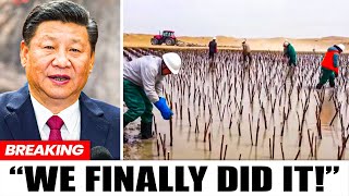 Everybody Laughed At China For Burying Tons Of Plants In Desert... 10 Years Later, They Regretted It